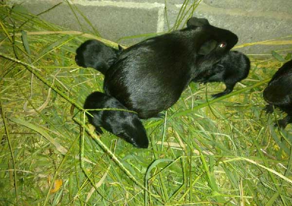 黑豚养殖温度和湿度控制