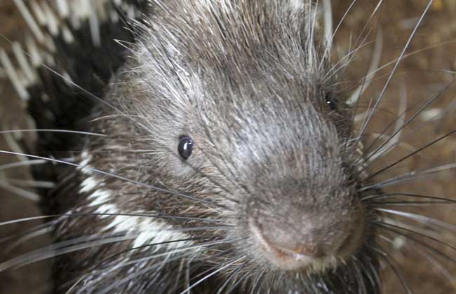 豪猪的销路在哪里?