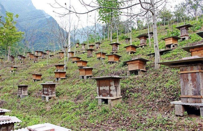 蜜蜂饲养技术
