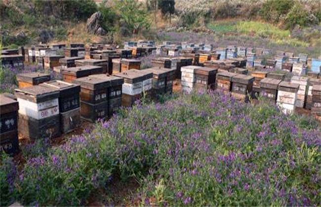 意蜂养殖注意事项