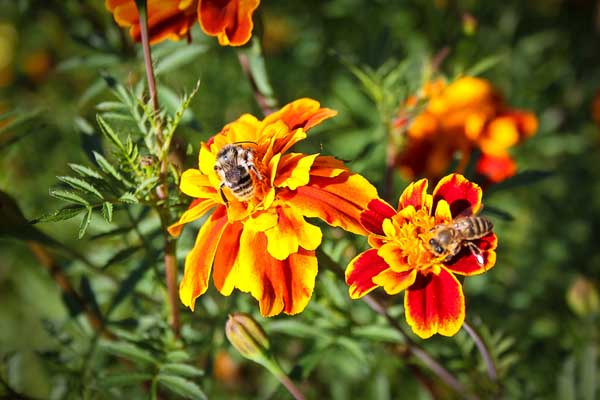如何使蜜蜂抗夏衰