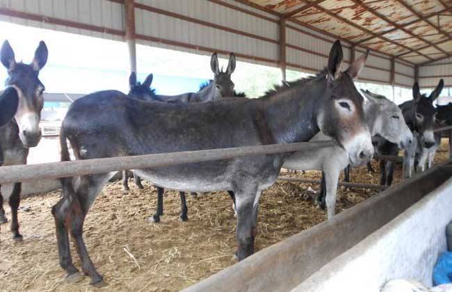 肉驴繁殖技术
