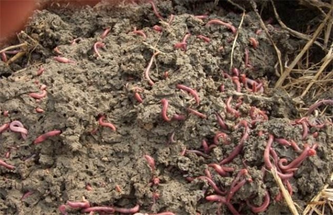 蚯蚓养殖的注意事项