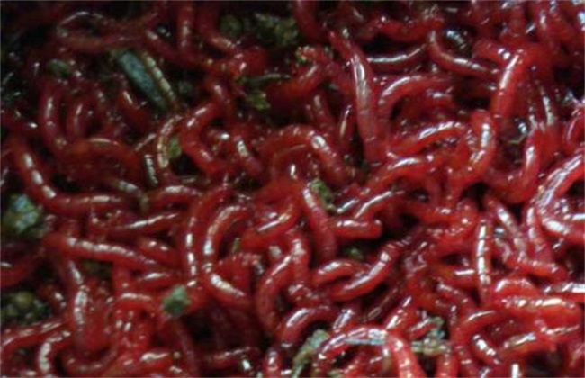 红虫简易养殖方式