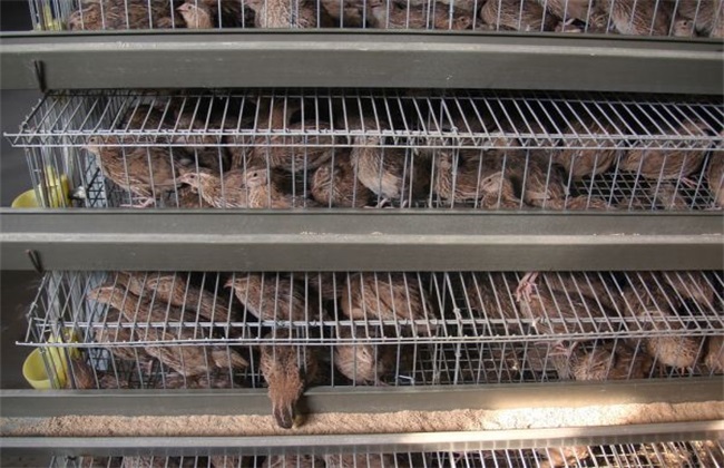 如何给鹌鹑养殖场进行消毒