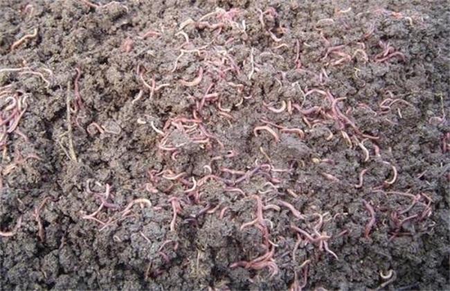 蚯蚓养殖技术