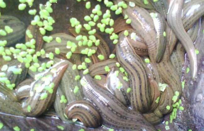 水蛭养殖的注意事项