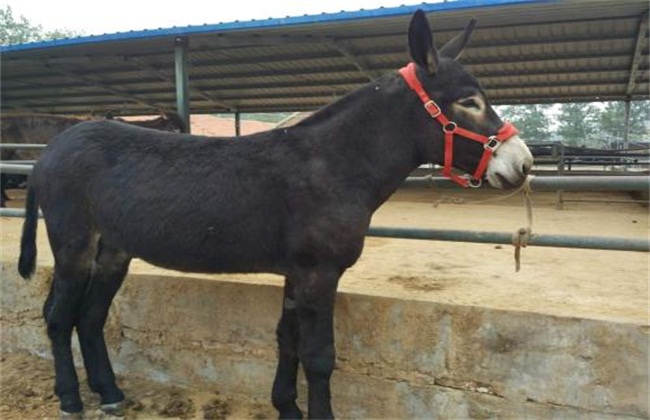 肉驴销售方式