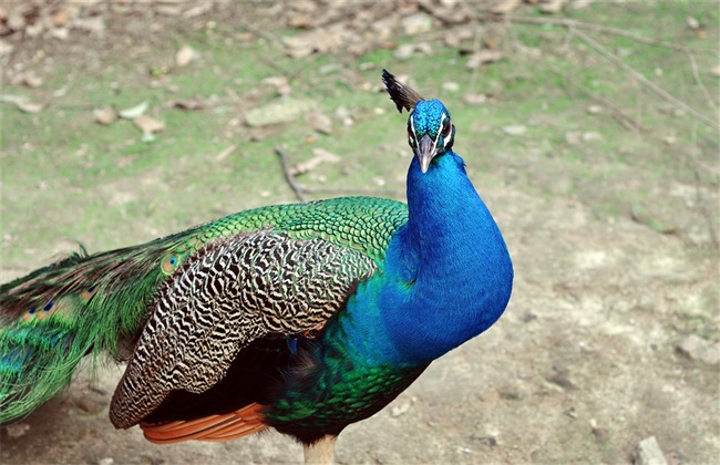如何养殖孔雀