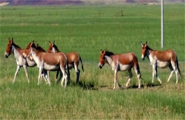 什么品种的驴最好