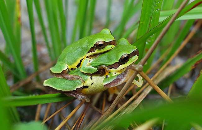 青蛙是保护动物吗？