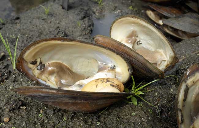 河蚌里面有珍珠吗？