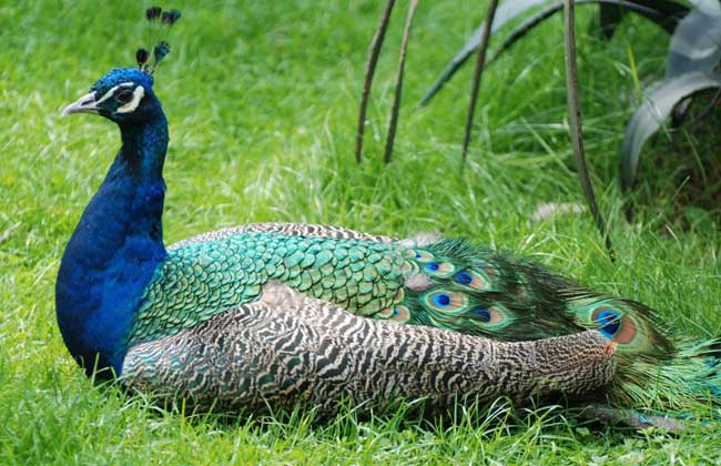 人工饲养孔雀犯法吗？