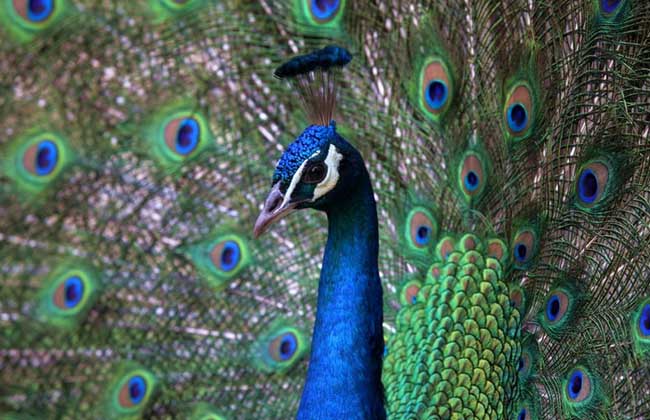 养殖孔雀有销路吗？