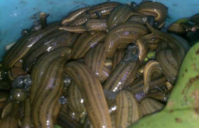 水蛭网箱养殖技术