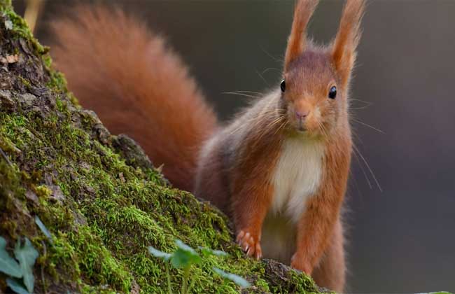 松鼠是保护动物吗?