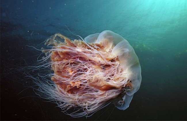 狮鬃水母到底有多大?