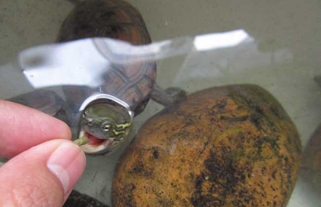 养什么乌龟招财比较好?