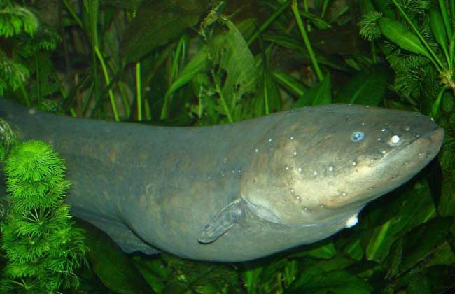 电鳗的天敌是什么动物?