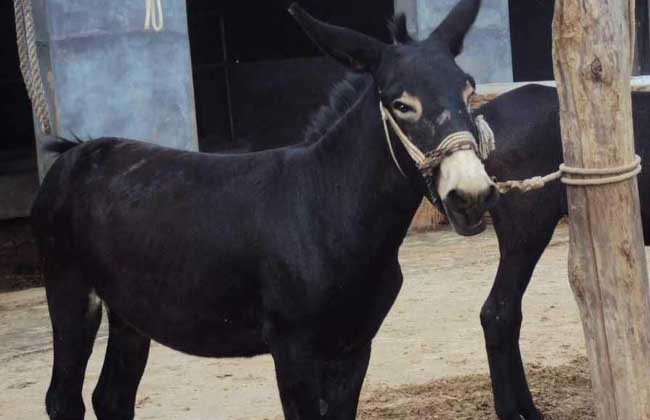 养10头肉驴一年多少利润？