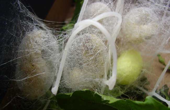 蚕结茧后怎么处理?