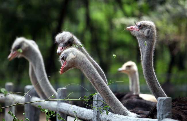 养鸵鸟需要办什么证？
