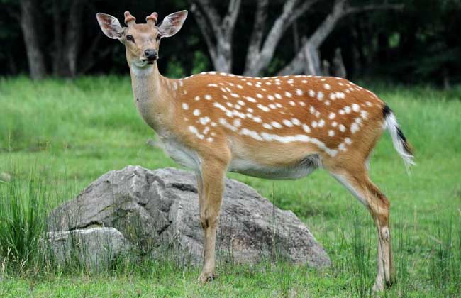梅花鹿养殖要什么条件?