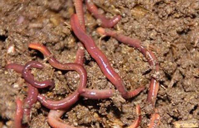 养蚯蚓真的能赚钱吗？