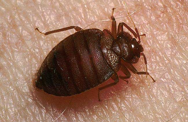 吸血臭虫有天敌吗?