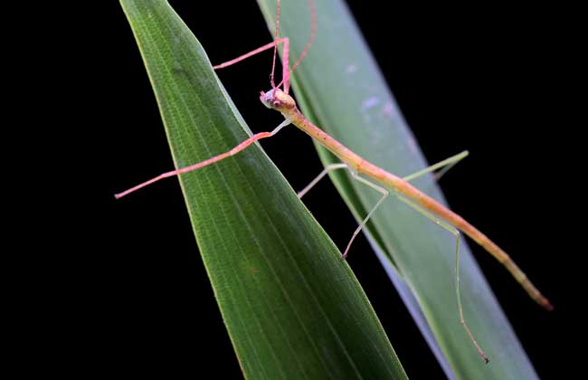 竹节虫是害虫还是益虫？