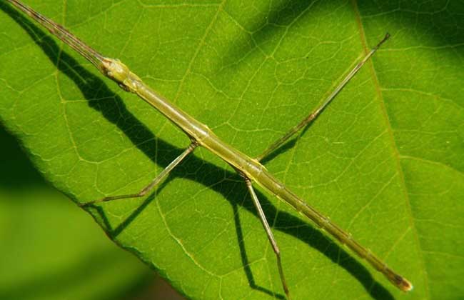 竹节虫有哪些天敌?