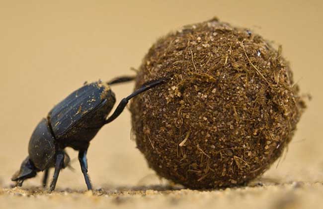 屎壳郎为什么推粪球?