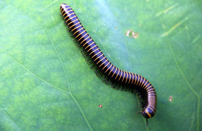 马陆的天敌是什么?