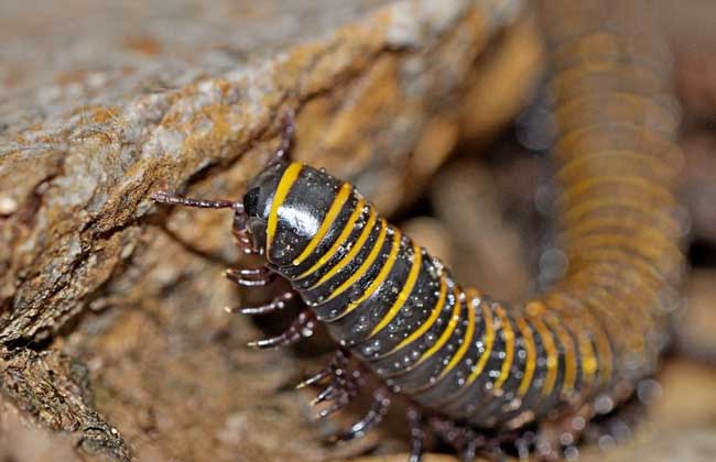 千足虫有毒性吗?