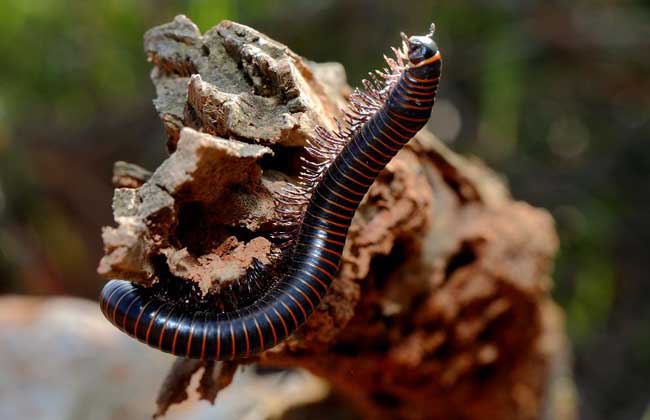 马陆吃什么食物?