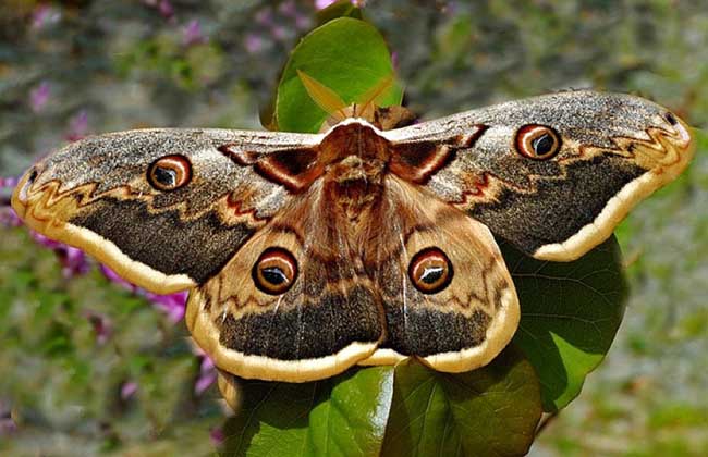 飞蛾为什么要扑火?