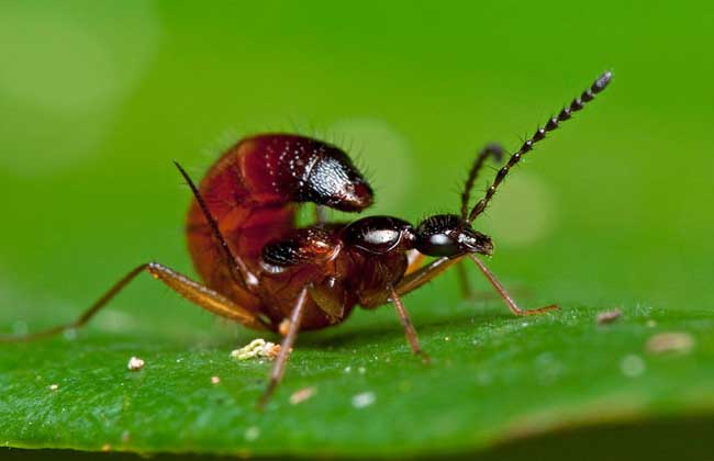 被隐翅虫咬了怎么办?