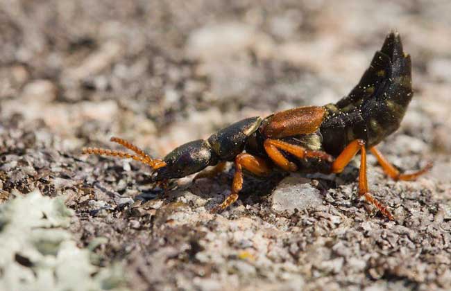 隐翅虫怎么消灭才好?