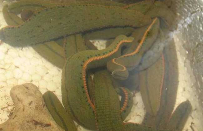 蚂蝗的天敌是什么?