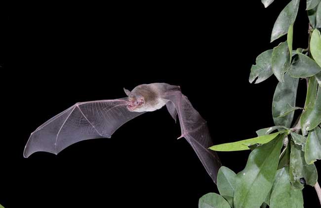 蝙蝠是哺乳动物吗?