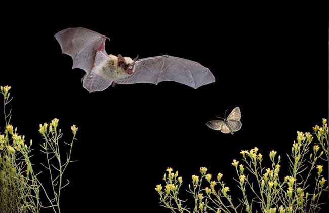 蝙蝠是老鼠变的吗?