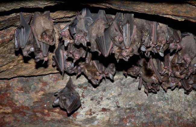 蝙蝠有哪些天敌?