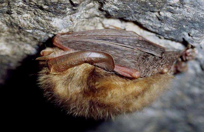 蝙蝠吃什么食物?