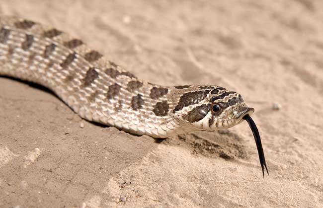 猪鼻蛇为什么不咬人?