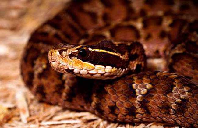 土公蛇的毒性有多大?