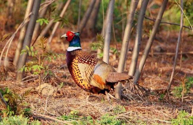 国家二级保护动物有哪些?