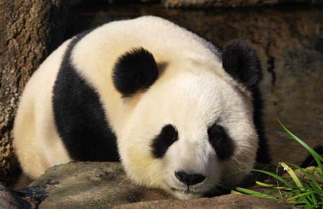 国家一级保护动物有哪些?