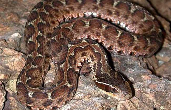 蛇的天敌有哪些?