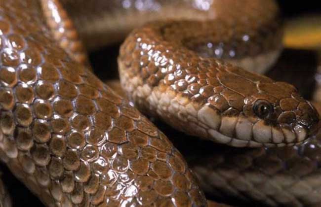 钓鱼蛇是怎么钓鱼的?