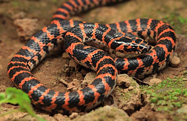 赤练蛇有毒吗?